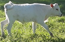 902 (Santee Chex x Pacific Luci)