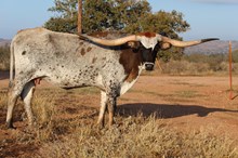 NEL-TAM SARSAPRILLA