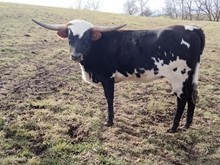 SDR Long Barbara