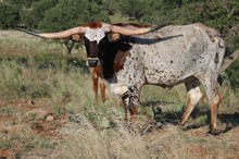 NEL-TAM SARSAPRILLA