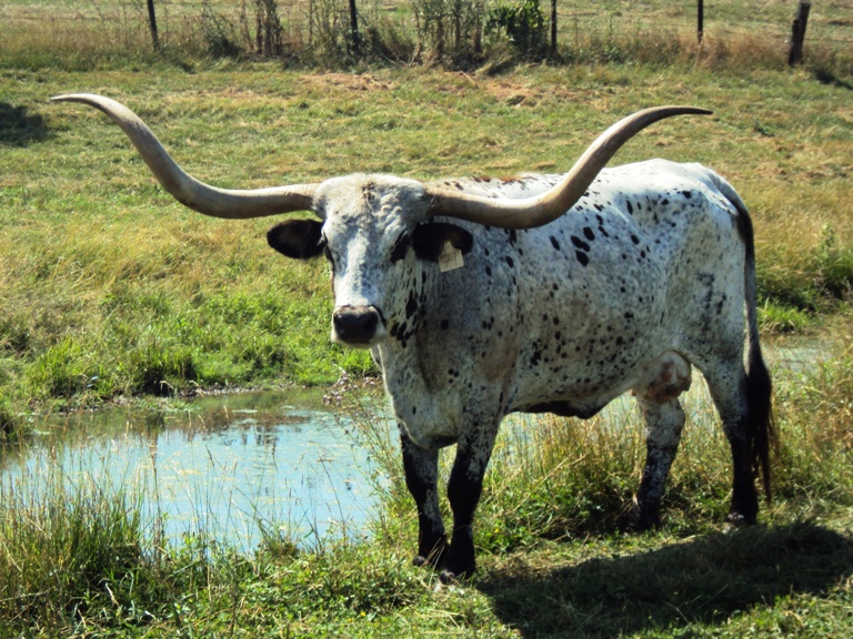 GF Possum Girl at Sunhaven Longhorn Farms